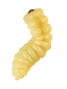 Ethonion cf. reichei Mallee, PL1532E, larva, ventral view, EP